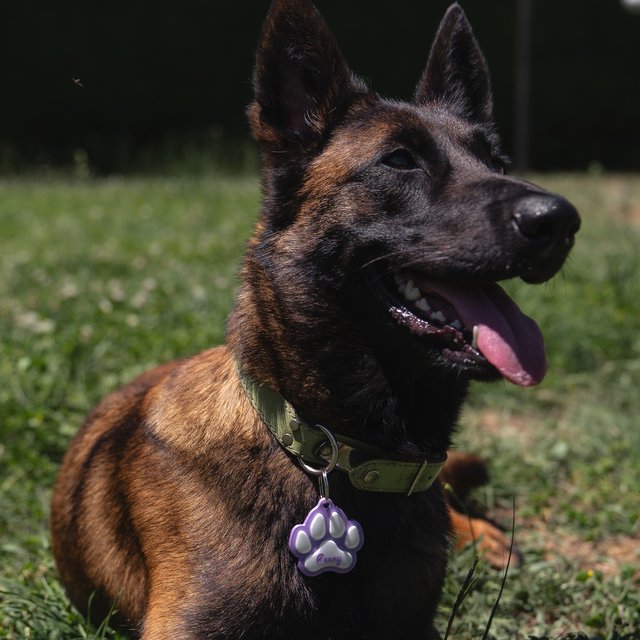 Penny, la Malinois de Doovlab, portant son médaillon
